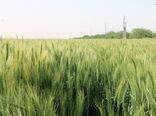 پیش بینی تولید ۲۹۷ هزار تُن گندم در خراسان شمالی 