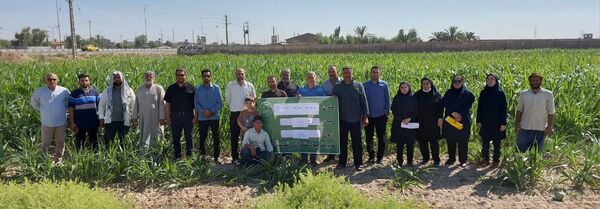 برگزاری روز مزرعه سورگوم در باوی با تأکید بر آموزش عملی و ارتقای کیفیت علوفه