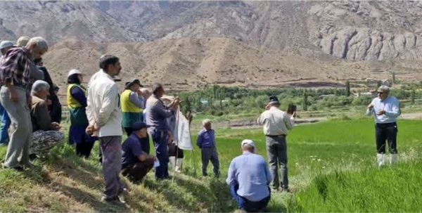 برگزاری روز انتقال یافتههای نوین تحقیقاتی زراعت برنج در الموت شرقی