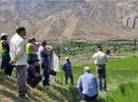 برگزاری روز انتقال یافته‌های نوین تحقیقاتی زراعت برنج در الموت شرقی