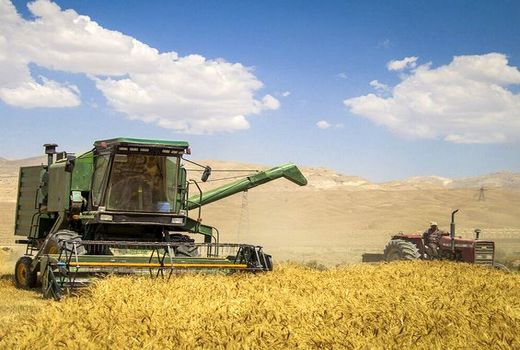 ۵۴ هزار تن گندم در استان بوشهر برداشت شد