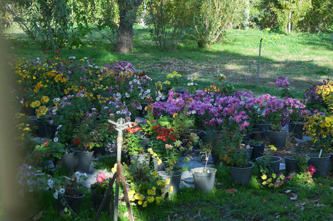 بازدید تور رسانه ای از باغ ملی گیاه شناسی ایران                   