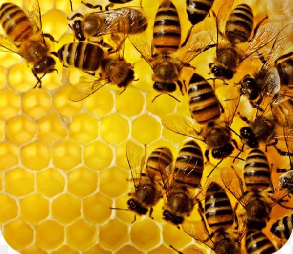 فعالیت ۳۳۴ بهره بردار زنبور عسل در شفت