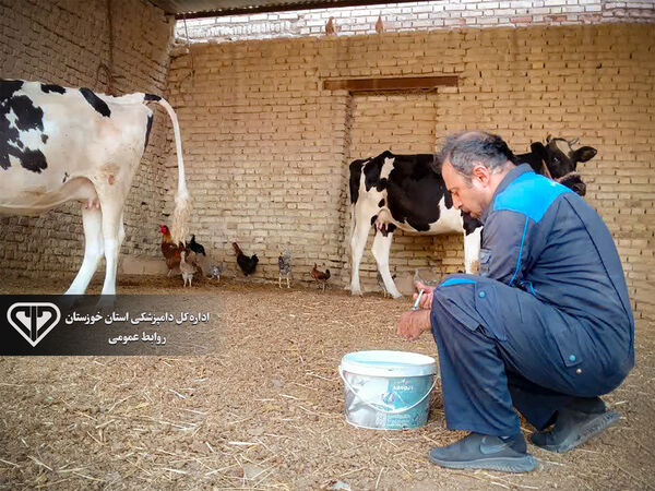 پایان فاز هشتم واکسیناسیون نیوکاسل خوراکی در دزفول