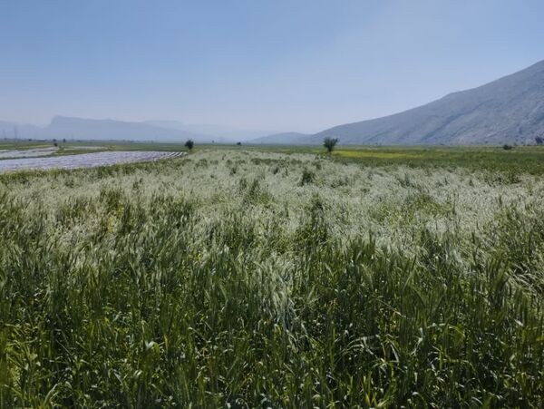 مزارع رستم از بارش های بهاری متحمل خسارت شد  