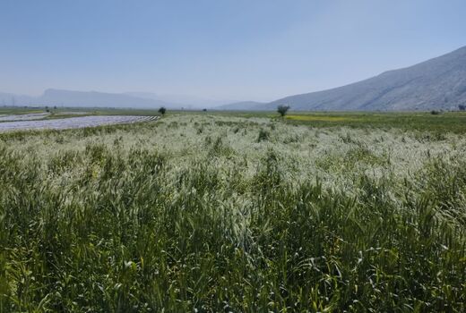 مزارع رستم از بارش های بهاری متحمل خسارت شد  