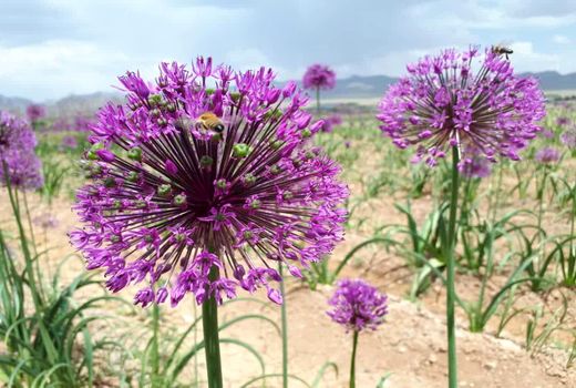 کشت موسیر _شهرستان کوهرنگ 