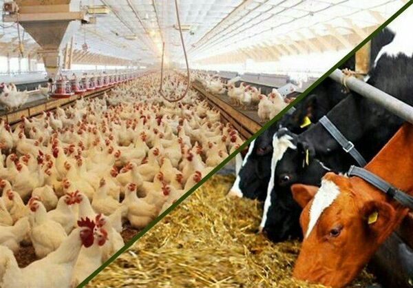 خرید ۸۰ هزارتن انواع محصولات و نهاده های کشاورزی