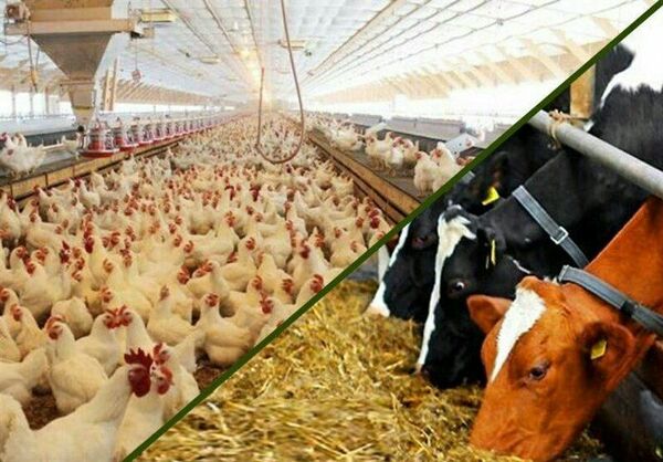 خرید ۸۰ هزارتن انواع محصولات و نهاده های کشاورزی