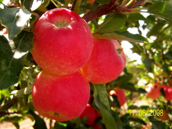 برداشت ۴۵۰۰ تن سیب در شهرستان آوج استان قزوین