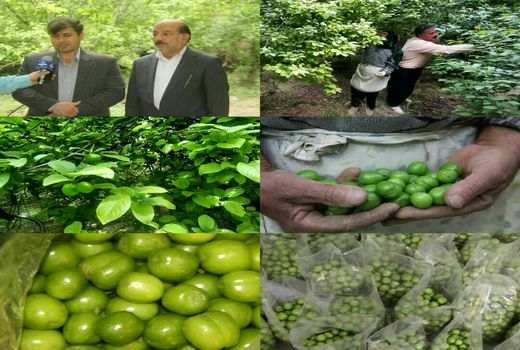 آغاز برداشت نوبرانه گوجه سبز در شهرستان سرپلذهاب