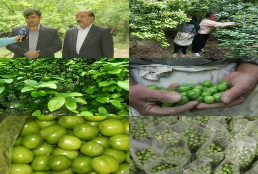 آغاز برداشت نوبرانه گوجه سبز در شهرستان سرپلذهاب