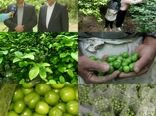 آغاز برداشت نوبرانه گوجه سبز در شهرستان سرپلذهاب