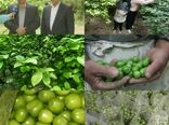آغاز برداشت نوبرانه گوجه سبز در شهرستان سرپلذهاب