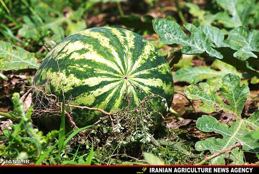 عرضه هندوانه ارگانیک به بازار