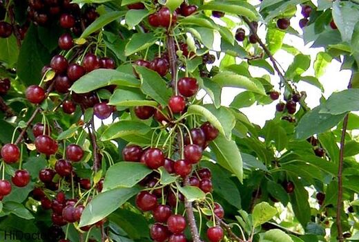 افزایش ۷۵ درصدی برداشت گیلاس از باغ های کاشان