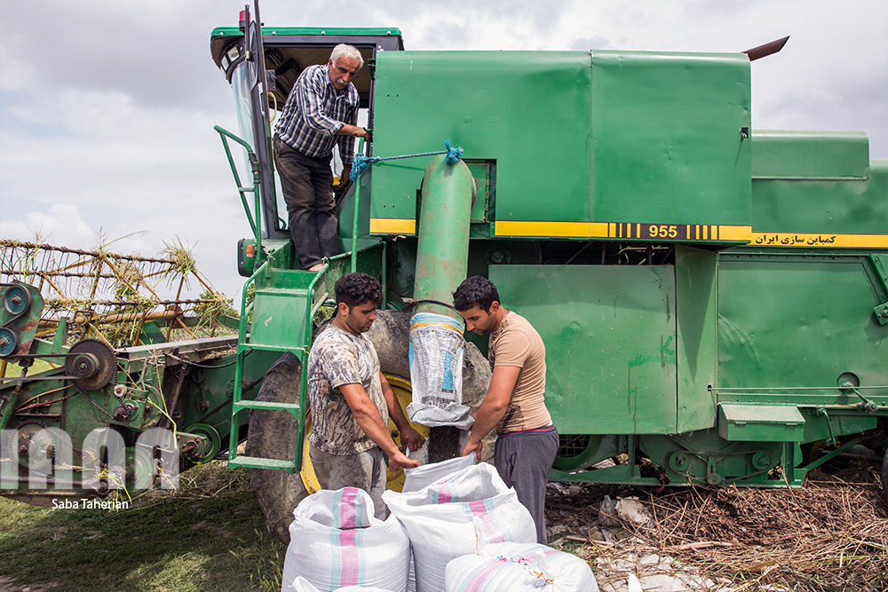 برداشت کلزا