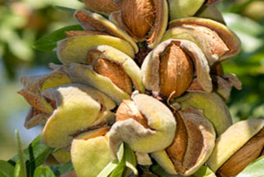 نقش مهم مدیریت صحیح و علمی کنترل پاییزه و زمستانه در کنترل زنبورمغز خوار بادام 