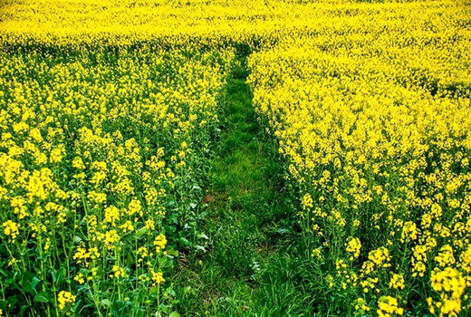 توسعه کشت کلزا در راستای کشاورزی پایدار در شهرستان اردل