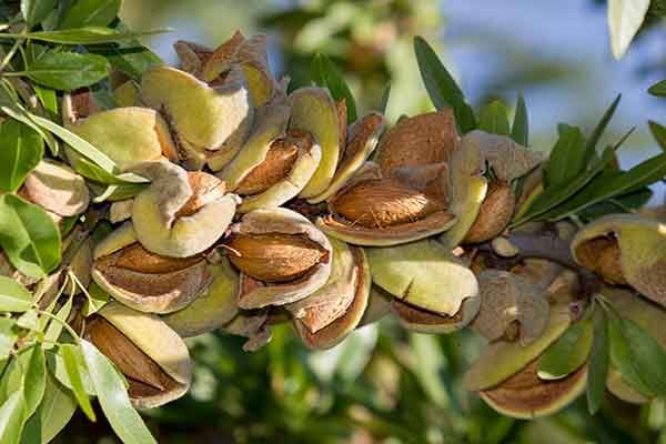 اصلاح درختان بادام زود گل باغستان سنتی قزوین