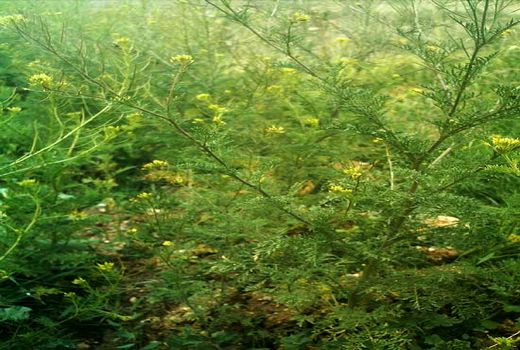 کشت خاکشیر در مرودشت به 2500 هکتار رسید