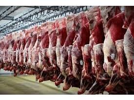 5700 تن گوشت قرمز در بابل تولید شد/ ارزش اقتصادی 7 هزار میلیاردی