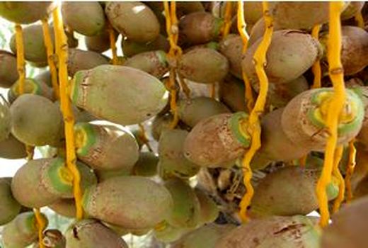 احتمال طغیان کنه‌های تار عنکبوتی خرما در بوشهر