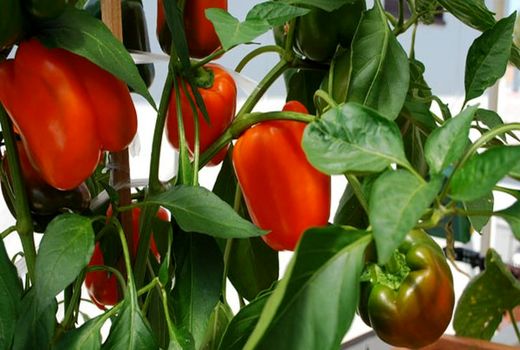 ۹۵ درصد محصولات تولیدی چهارمحال و بختیاری مطابق با استانداردهای سلامت هستند