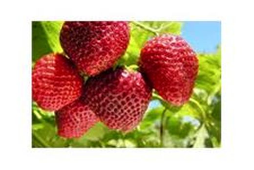 تولید 18 هزار توت فرنگی در مازندران