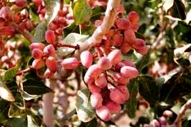 ایجاد باغ مادری پسته برای اولین بار در سطح شهرستان اسفراین 