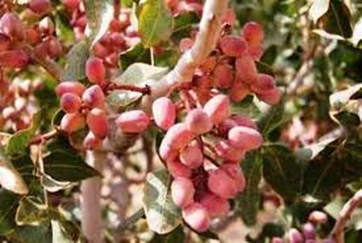 ایجاد باغ مادری پسته برای اولین بار در سطح شهرستان اسفراین 