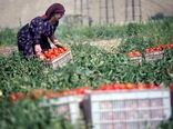 رشد 200 درصدی توسعه صنایع تبدیلی استان کرمانشاه طی 8ماه اخیر