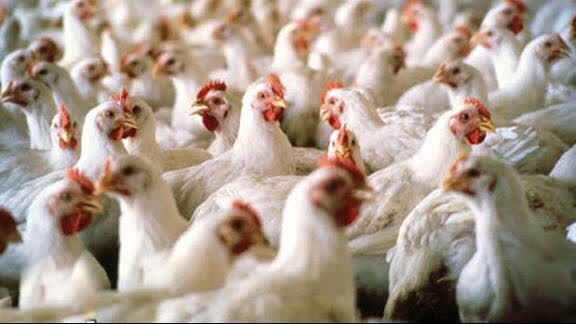 پایش مستمر مزارع مرغ مولد قزوین برای ارتقای بهداشت و استمرار تولید