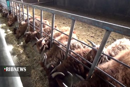 پرورش بز اصیل ایرانی در دهگلان کردستان