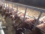 پرورش بز اصیل ایرانی در دهگلان کردستان