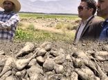 برداشت چغندر قند در 120 هکتار از مزارع شهرستان قیروکارزین 