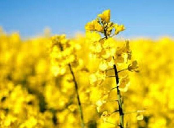 پیش بینی رشد 20درصدی تولید کلزای پاییزه در شهرستان پاکدشت