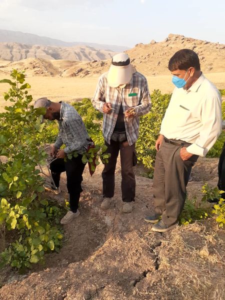 آغاز عملیات پیوندپسته در باغات دره شهر ایلام