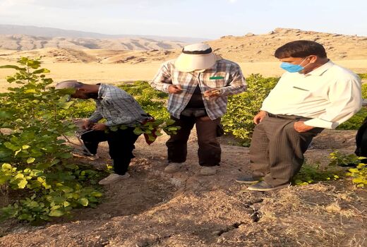 آغاز عملیات پیوندپسته در باغات دره شهر  ایلام
