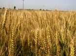 خرید تضمینی 13 هزار تن گندم از کشاورزان نکا