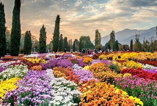 برپایی جشنواره گل‌های داودی در باغ گیاهشناسی ملی ایران
