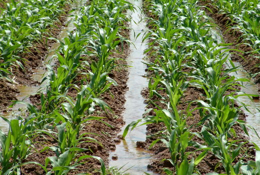 تقدیر معاون وزیر جهاد کشاورزی از طرح تغییر آرایش کاشت ذرت در قزوین