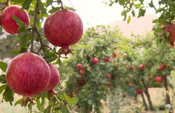 برداشت انار از باغ‌های شهرستان کاشان