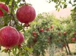 برداشت انار از باغ‌های شهرستان کاشان