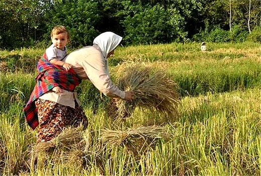  عملکرد زنان ایرانی  در بخش کشاورزی و امنیت غذایی درخشان است