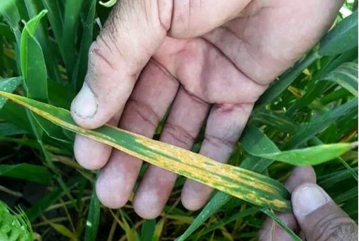  مبارزه با بیماری «زنگ زرد» در 6825  هکتار از مزارع آذربایجان شرقی 