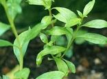 توزیع ۸۰۰ اصله نهال حنا در آبادان 