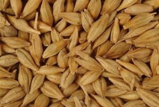 برداشت جو از مزارع شیراز آغاز شد