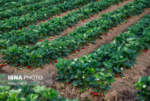تولید نشاء کشت بافتی در جهاددانشگاهی استان کردستان 