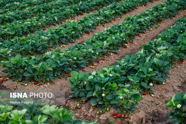 تولید نشاء کشت بافتی در جهاددانشگاهی استان کردستان 